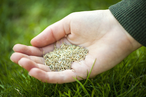 lawn seeding in overland park in the fall