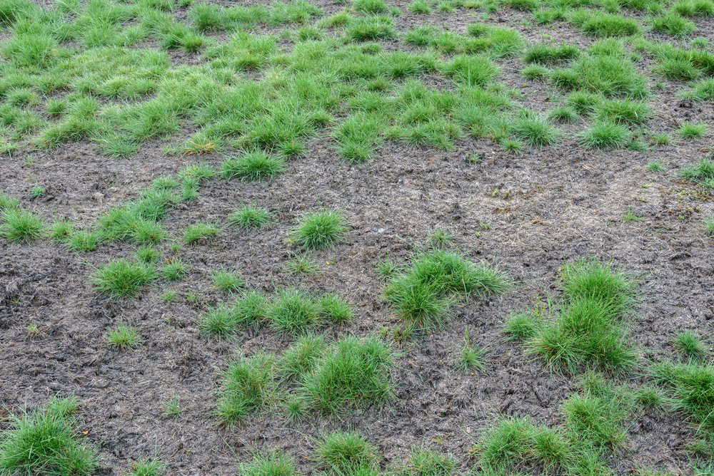 brown spots on lawn in kansas city