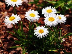 aster flowers fall plants