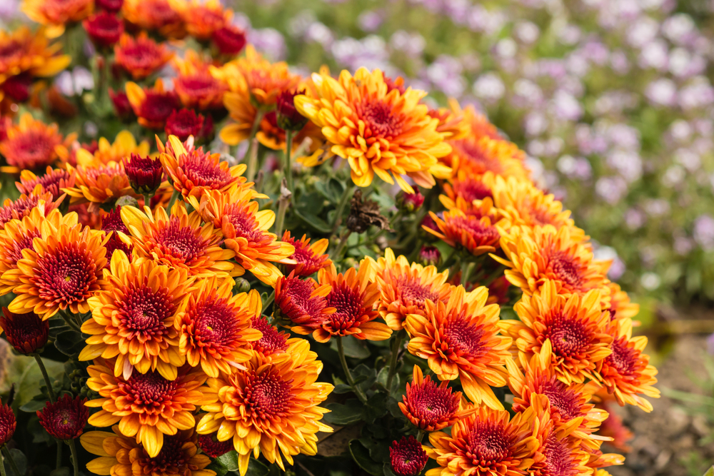 chrysanthemums mums fall flowers for kansas city