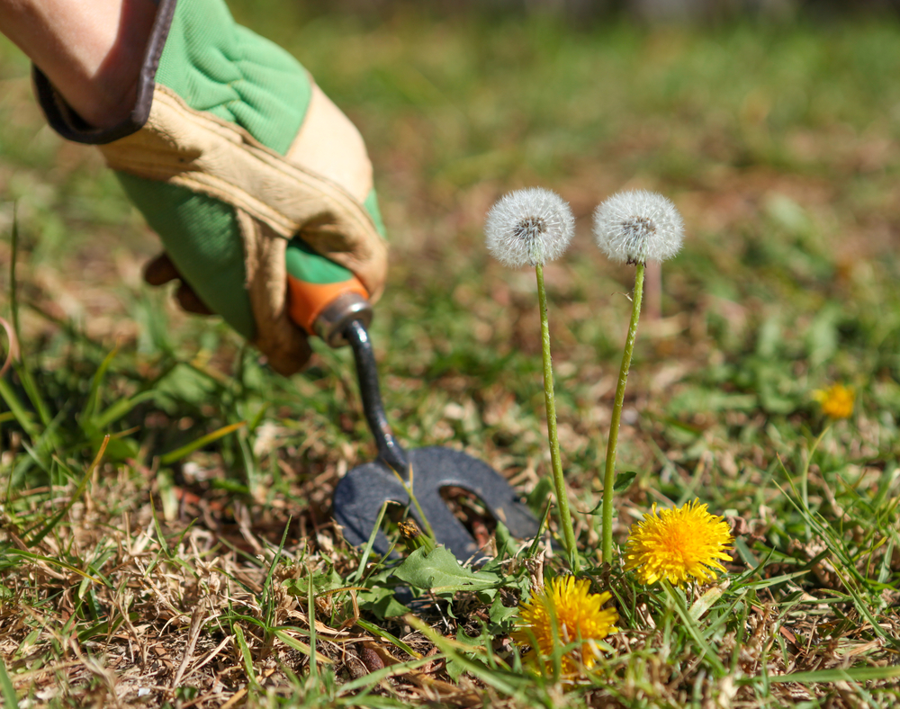 fall-lawn-weeds-prevention-custom-lawn-kansas-city