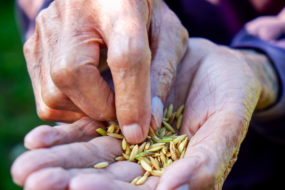 fall-seeding-man-holding-grass-seed-custom-lawn-kansas-city