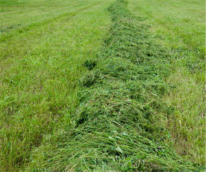 grass clippings left on lawn