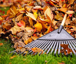 Raking Your Leaves