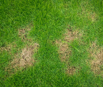 Bare spots on Lawn