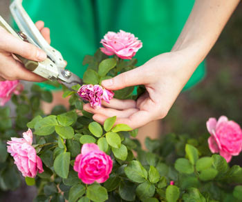 pruning perennials