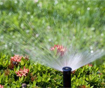 sprinkler head spraying water