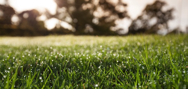 lawn watering instructions for Johnson County