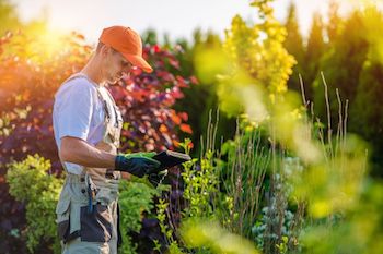 professional lawn care for aeration