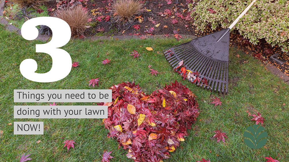 fall love your lawn cleanup