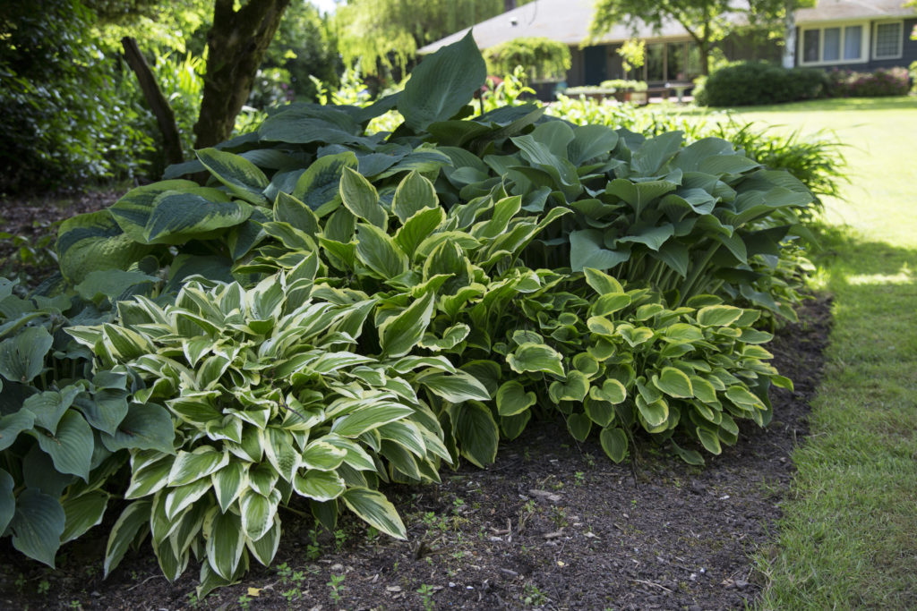 Shade Garden With Hostas