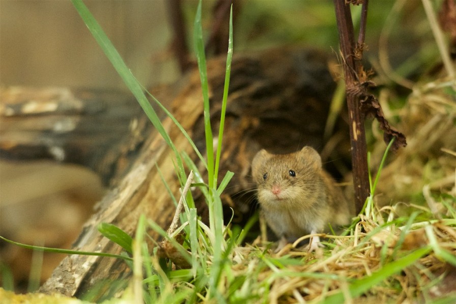 Cute but Destructive Vole