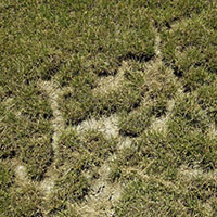 Vole Damage to Lawn