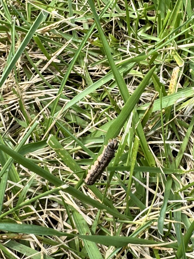 Fall Armyworm on Tall Fescue 1