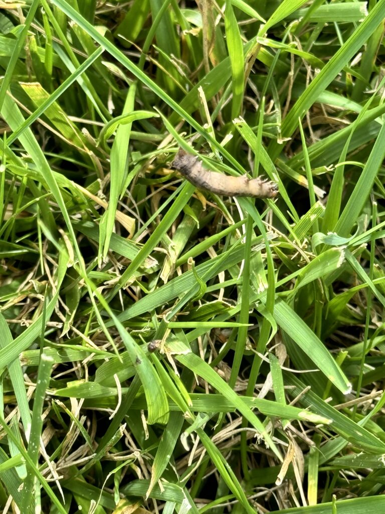 Fall Armyworm on Tall Fescue 2